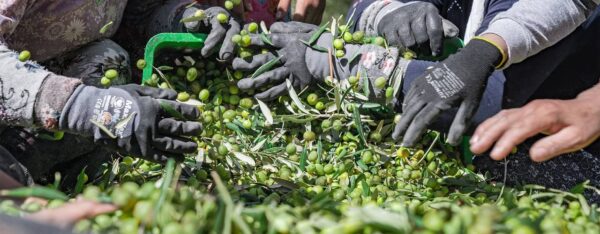 روغن زیتون فرابکر اسپانیایی برند اکسترا ویرجین | خوراکی و سرخ کردنی - Image 9